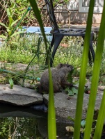 Small groundhog (4) Small groundhog near a metal chair eating a leaf