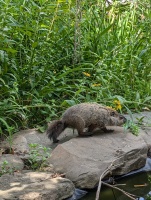 Small groundhog (3) Small goundhog moving on rocks near a pond