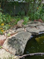 Small Groundhog (2) Small goundhog beside a pond eating plants