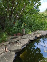 Small Groundhog (1) Small goundhog beside a pond reaching to eat plants